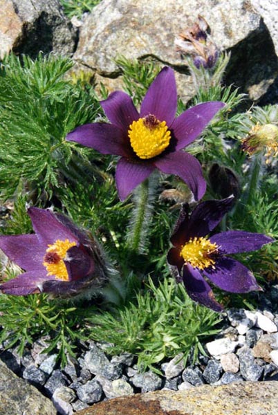 Pulsatilla halleri en fleurs sur des éboulis stabilisés des Alpes du sud-ouest